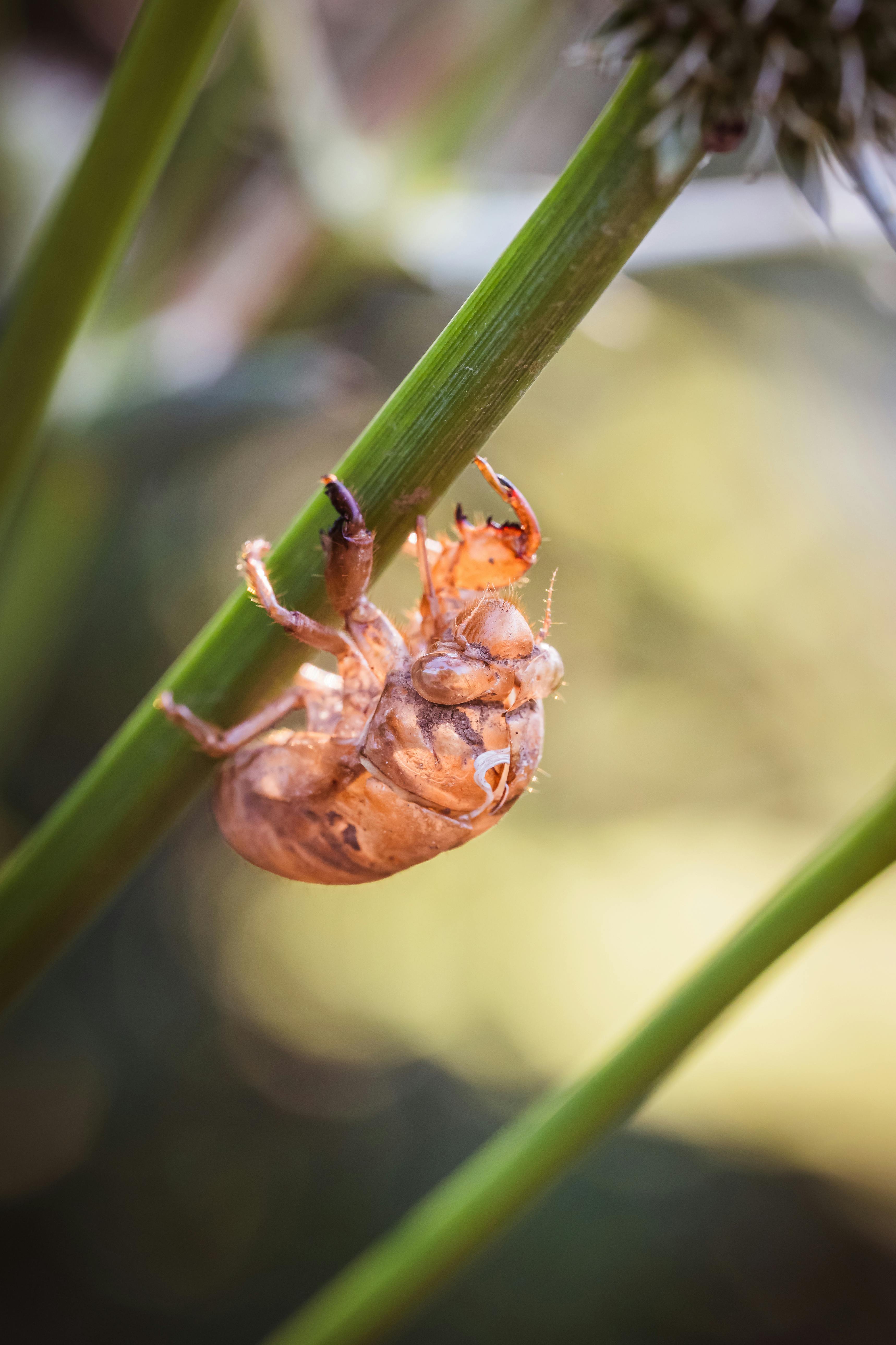 Guardians of Resonance: Technology’s Role in Safeguarding Cicada Realms