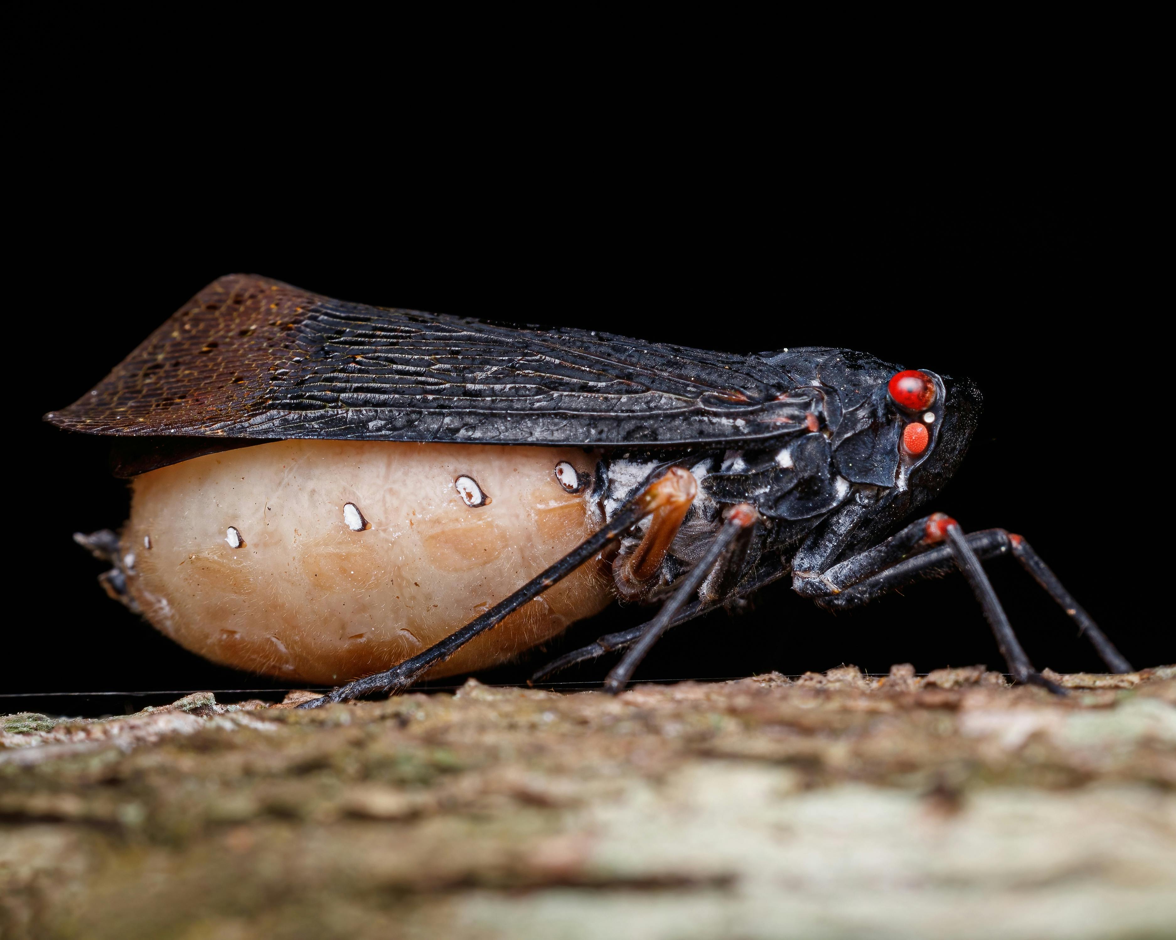 The Hidden World of Cicadas: Unveiling Secrets with Technology